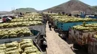 فیلم| صادرات سیب زمینی و پیاز از مرز پرویزخان