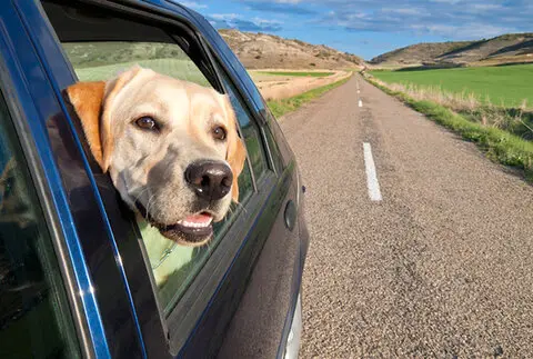 جریمه سگ گردانی در خودرو کمتر از هزینه غذای سگ