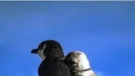 تصویری تأثربرانگیز از عشق‌ورزی پنگوئن‌ها