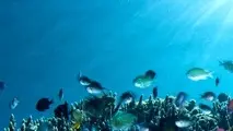Santa Barbara program protecting air and marine life expanded
