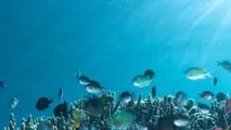 Santa Barbara program protecting air and marine life expanded