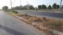 تار و مار درختان جاده کمربندی هندیجان