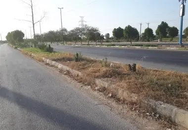تار و مار درختان جاده کمربندی هندیجان