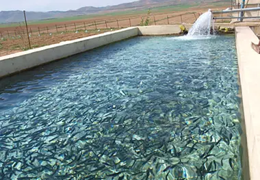  خسارت سنگین سیلاب به آبزی پروران خوزستانی 
