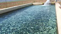  خسارت سنگین سیلاب به آبزی پروران خوزستانی 