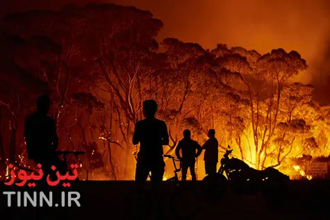 نیم میلیارد گونه جانوری و گیاهی در جنگل‌های استرالیا سوختند