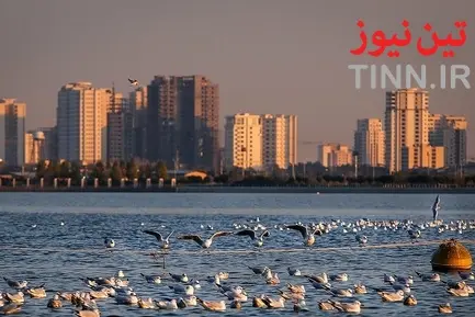 تهران؛ میزبان «پرندگان سیبری»