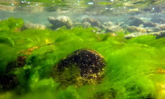 هشدار کارشناسان نسبت به وضعیت زیست محیطی عمیق‌ترین دریاچه جهان