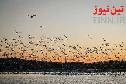تهران؛ میزبان «پرندگان سیبری»