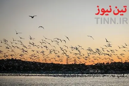 تهران؛ میزبان «پرندگان سیبری»