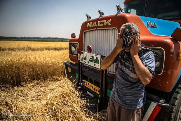 گندم کردستان به دلیل پرداخت نشدن کرایه رانندگان روی زمین مانده
 است