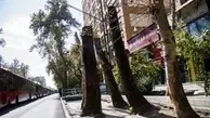 ورود سازمان بازرس به موضوع حفظ درختان خیابان ولیعصر تهران