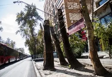 ورود سازمان بازرس به موضوع حفظ درختان خیابان ولیعصر تهران