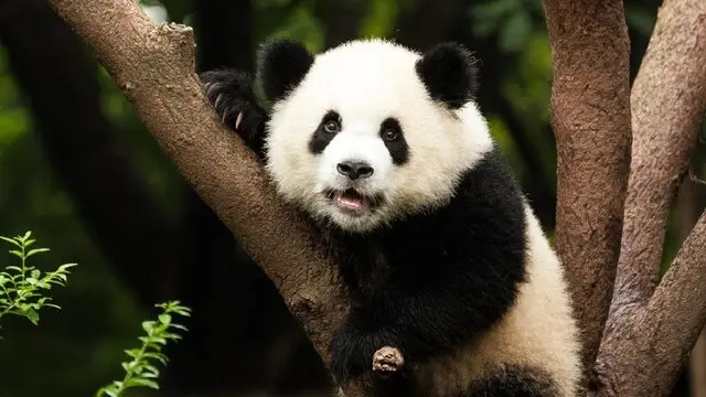 خبر خوش مسئولان باغ‌وحش هنگ کنگ در روزهای تعطیلی به خاطر کرونا