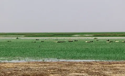 دریاچه هامون 