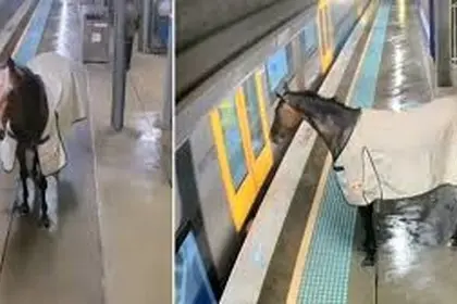 فیلم | اسبی که می خواست سوار متروی سیدنی شود!