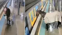 فیلم | اسبی که می خواست سوار متروی سیدنی شود!