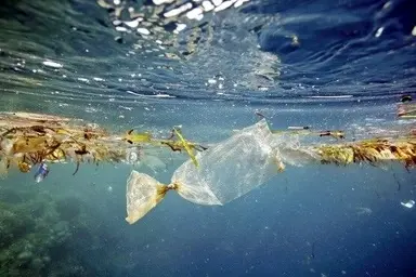 همکاری شیلات، محیط‌زیست و بنادر در کاهش زباله‌ های پلاستیکی دریایی