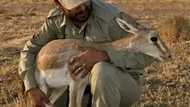 ۱۰ محیط‌بان کرونایی شدند 