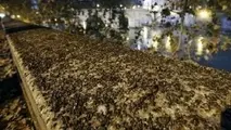 بارش باران در ۶ استان / کاهش دما در نوار شمالی کشور از اواخر هفته