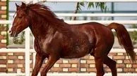 ایران به عنوان تنها منشأ اسب کاسپین در جهان به ثبت رسید
